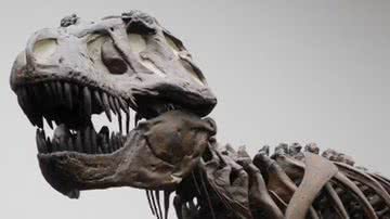 Tiranossauro rex pode não ter sido tão inteligente quanto pensávamos